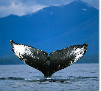 The Best Alaska Halibut Fishing in The World